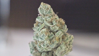 Lemon Cake - Strain Review