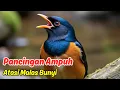 Download Lagu Burung Murai Batu Macet Bunyi? Ini Dia Terapi Suara Alam yang Bisa Membantu