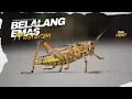 Download Lagu MASTERAN BURUNG AMPUH!! Masteran Belalang Emas Jernih Jeda Panjang