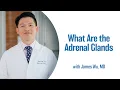 What Are the Adrenal Glands UCLA Endocrine Center