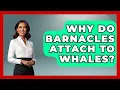 Why Do Barnacles Attach To Whales - The Marine Life Explorer