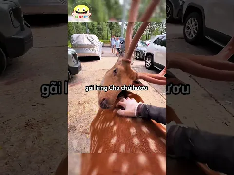 Chú hươu thực sự cần sự giúp đỡ của anh ấy😳😱😂🤣 #shortsvideo #shorts