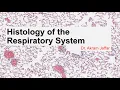 Histology of the respiratory system QUIZ Anki flashcards