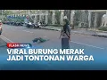 Download Lagu Viral Burung Merak Peliharaan di Duren Sawit jadi Tontonan Warga