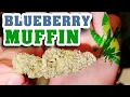 Blueberry Muffin by Terpie Garden Strain Review