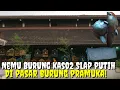 Lagu Nemu Burung kaso2 Slap putih di pasar burung pramuka!!