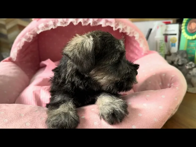 動画