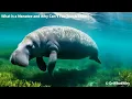 What is a Manatee and Why Can t You Touch Them