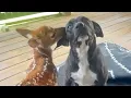 Hilarious Dog Encounters with Baby Animals 🤣 Funniest Animals Video