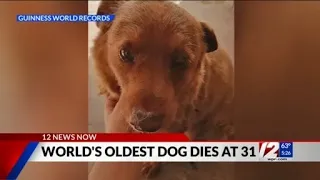 World’s oldest dog ever dies in Portugal, aged 31