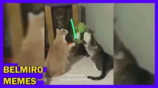 Belmiro Memes: Dublagens de animais engraçados - Episódio 771