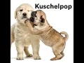 Ich will nur dass du weißt (Radio Edit) (feat. Adel Tawil) - SDP