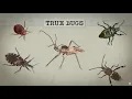 What Makes a Bug a True Bug