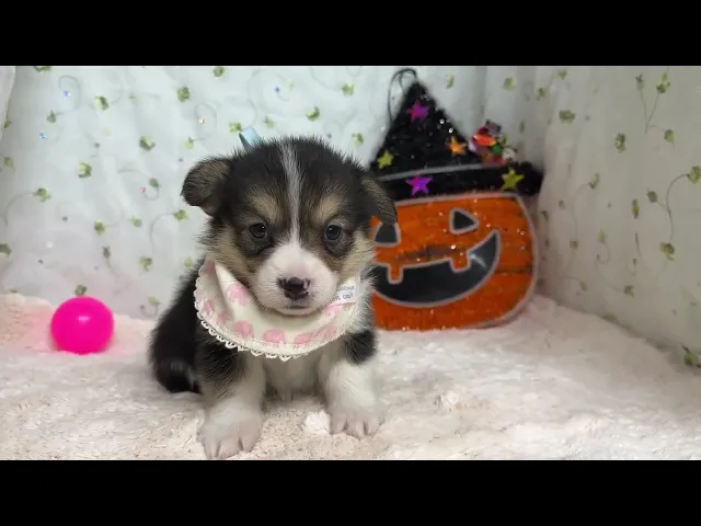 動画