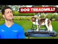 Download Lagu Testing The Weirdest Dog Products On My Dogs