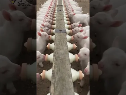 صوت الماعز الصغير