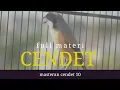 Download Lagu 🔴 FULL MATERI MASTERAN CENDET 10 || MASTERAN BURUNG #birds