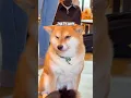 Download Lagu I WENT to a Dog Cafe in Japan 🐕 #shorts