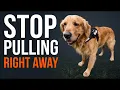 We Tested Every No-Pull Dog Harness Here s What Actually Reduced Pulling for Me and Sam