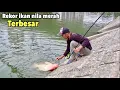 Download Lagu Rekor..!!Mancing Ikan Nila Babon Merah Terbesar
