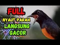 Download Lagu GACOR SEKALI ! murai batu gacor AMPUH sekali untuk PANCINGAN murai batu agar nyaut bunyi GACOR emosi