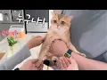 Download Lagu Cats' Funny Reactions to House Guests!