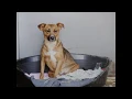 The AKC Marketplace What They Do Not Want You To Know