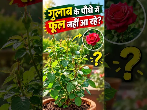 गुलाब के पौधे में फूल नहीं आ रहे? ये तरीका अपनाएं Try These Simple Tips! Rose Plant Care #flowers