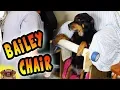 Megaesophagus - Bailey Chair