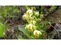 Download Lagu Wild orchids of western China, Sichuan Province