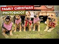 Lagu Rescue German Shepherd Family Christmas Photoshoot