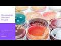 Microbiology Unknown Project Staphylococcus aureus