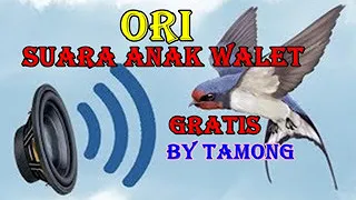ori suara anak walet