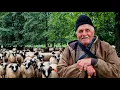 Download Lagu O VIAȚĂ DE CIOBĂNIE, LA 73 DE ANI BACIUL VOINEA ÎNCĂ POARTĂ BÂTA CU MÂNDRIE \