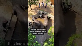 Don’t be a tourist – be a ‘mindful’ tourist 🐘🫶🏼 #travelling #travel #animalrights #thailand