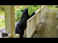 Bear Ruby A Friday Visit - Part
