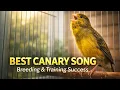 Lagu Champion Timbrado Canary Singing – Train Yours to Perfection