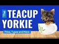 Teacup Yorkies - Price Care and Where to Buy
