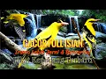 Download Lagu KEPODANG GACOR FULL ISIAN MEWAH  | PANCINGAN BIKIN EMOSI LAWAN COCOK UNTUK MASTERAN FULL TONJOLAN