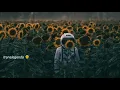 Vampire Weekend feat. Steve Lacy - Sunflower (Legendado/Tradução)