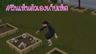 ทำนายฝัน!!ฝันว่าตัวเองเก็บเห็ด จะได้โชคลาภอย่างไรหรือเลขเด็ดอะไร???