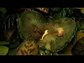 Django Django - Shake and Tremble (Official Video)