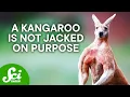 Download Lagu Do Animals Exercise?