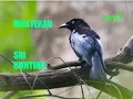 Download Lagu SUARA BURUNG SRI GUNTING 2022