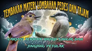masteran burung terbaik brinji tungir dan jingjing petulak
