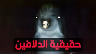ليه العالم المفروض يخاف من الدلافين أكتر من القروش 