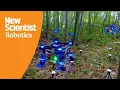 Drone swarm avoids crashing in dense forest using new algorithm