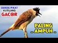 Suara Pikat Burung Kutilang Gacor Cocok Untuk Masteran Cepat Bunyi