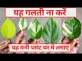 Lagu कौनसा मनी प्लांट घर में लगाएं| मनी प्लांट के पांच प्रकार| Which Money Plant to Grow at होम |Vastu