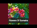 Download Lagu Flowers Of Sumatra
